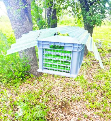 This photo shows one of the main tools being used to stop New World screwworm. The green pupae are sterile flies before they emerge. Each ground release unit holds about 80,000 flies and is refilled every other day. As the flies emerge, they disperse into the surrounding area in search of females. Sterile flies are also being released by air. So far this month, USDA has released more than 19.5 million sterile flies (via air and ground) as part of the effort to contain and eradicate New World screwworm.