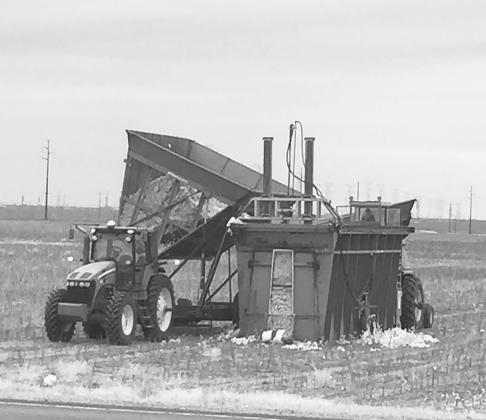 Martin County farmers hustle to get the remaining cotton stripped, modules built and ginned before the West Texas weather gets too terrible.