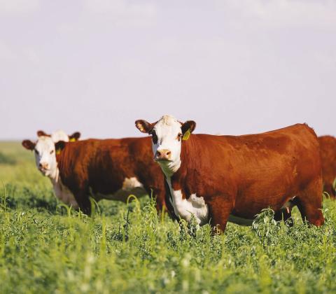 Bred heifers graze on the GKB Cattle operation near Tarzan. The ranch has increased monitoring of livestock and implemented additional fly-control measures as New World screwworm cases continue to be reported in Texas. (Photo courtesy of GKB Cattle/Facebook)