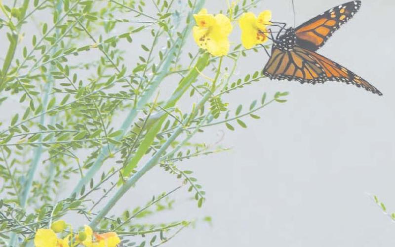 Monarchs in Martin and Glasscock counties: a quick science lesson