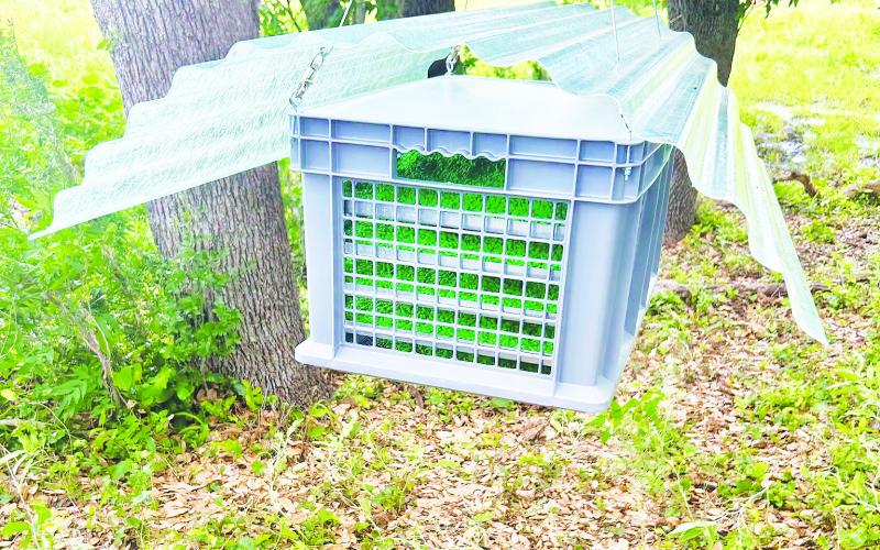 This photo shows one of the main tools being used to stop New World screwworm. The green pupae are sterile flies before they emerge. Each ground release unit holds about 80,000 flies and is refilled every other day. As the flies emerge, they disperse into the surrounding area in search of females. Sterile flies are also being released by air. So far this month, USDA has released more than 19.5 million sterile flies (via air and ground) as part of the effort to contain and eradicate New World screwworm.