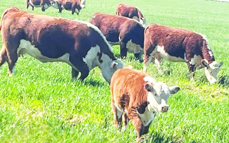 Cox Cattle Company cows graze peacefully on West Texas rangeland, representing the family ranches and producers who stand to benefit from renewed efforts to restore mandatory country-of-origin labeling for American beef.
