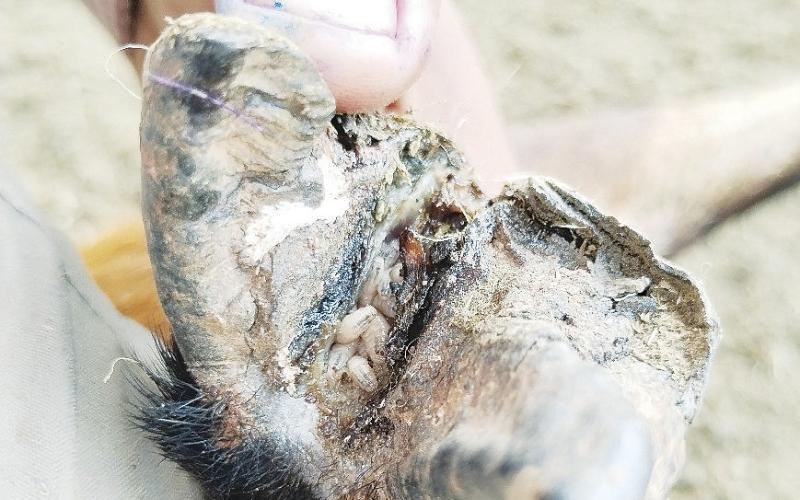 Screwworm larvae in the hoof of a young cow in Nuevo Leon, Mexico. provided by Texas Agrilife