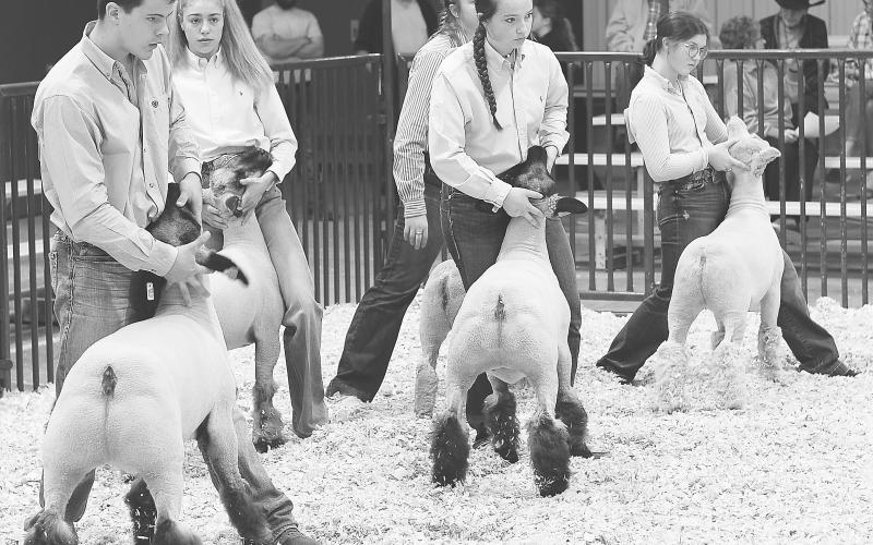 The 86th Annual Glasscock County Stock Show might have been down in numbers, but the quality of animals and exhibitors were as good as ever.
