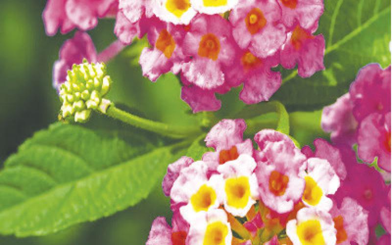 PBUWCD gives warmer weather water conservation tips