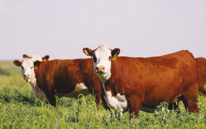 Bred heifers graze on the GKB Cattle operation near Tarzan. The ranch has increased monitoring of livestock and implemented additional fly-control measures as New World screwworm cases continue to be reported in Texas. (Photo courtesy of GKB Cattle/Facebook)