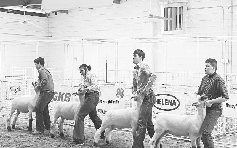 Lamb exhibitors at the Martin County Stock Show on Friday.