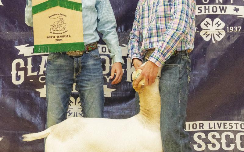 Reserve Champion Goat Miles Halfmann