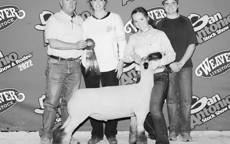 Amberlie Davis exhibited the 9th Place Medium Wool Sheep at the San Antonio Stock Show.