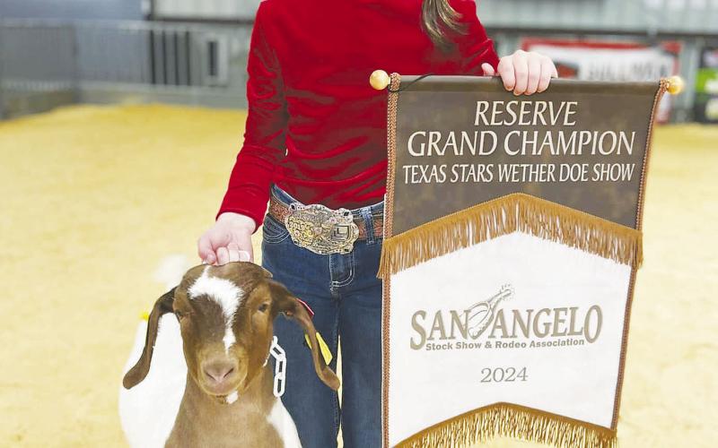 Hayzen Halfmann exhibited the DII Reserve Champion Goat at the San Angelo Stock Show.