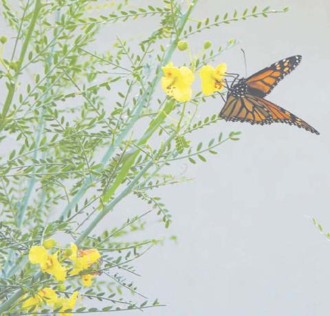 Monarchs in Martin and Glasscock counties: a quick science lesson