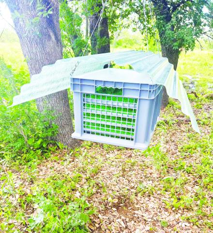 This photo shows one of the main tools being used to stop New World screwworm. The green pupae are sterile flies before they emerge. Each ground release unit holds about 80,000 flies and is refilled every other day. As the flies emerge, they disperse into the surrounding area in search of females. Sterile flies are also being released by air. So far this month, USDA has released more than 19.5 million sterile flies (via air and ground) as part of the effort to contain and eradicate New World screwworm.