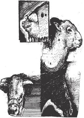 Martin County Junior Livestock Show Schedule