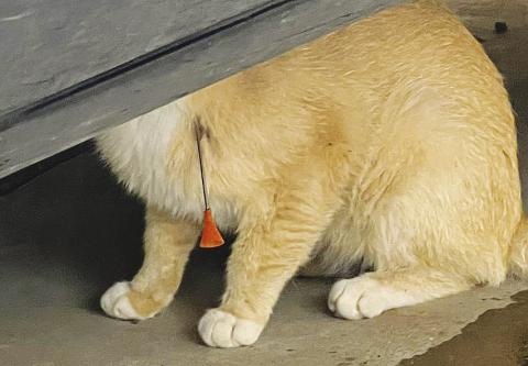 Gilligan hides under a car after being shot with a dart in Stanton.