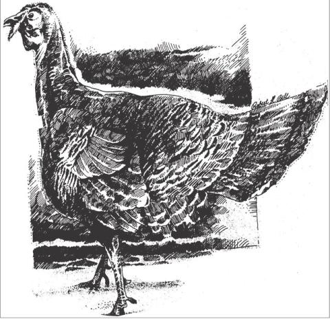 Happy Thanksgiving