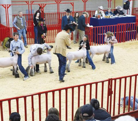 Hayzen Halfmann, of Garden City, had a good day at the Fort Worth Stock Show and Rodeo: 2nd Place - Market Goat, 2nd Place - Market Lamb, and 2nd Place - Market Lamb.