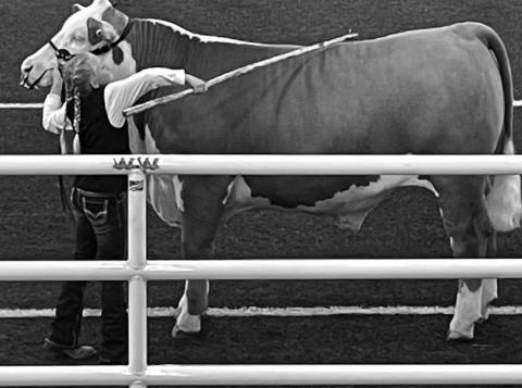 Prestyn Borgstedt took eighth place with her heavy weight Hereford steer in a very tough class at San Antonio Stock Show.
