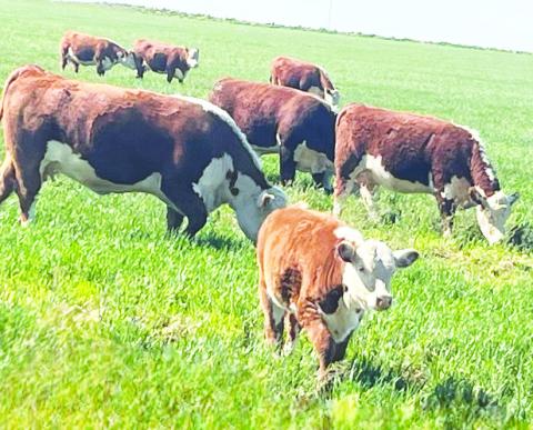 Cox Cattle Company cows graze peacefully on West Texas rangeland, representing the family ranches and producers who stand to benefit from renewed efforts to restore mandatory country-of-origin labeling for American beef.