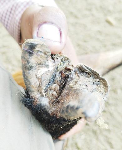 Screwworm larvae in the hoof of a young cow in Nuevo Leon, Mexico. provided by Texas Agrilife