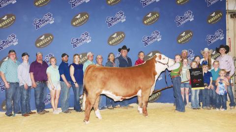 Prestyn Borgstedt exhibited the Champion Hereford at the San Antonio Livestock Market Steer Show. She had the opportunity to present her steer, Stevie, during the Grand Drive during the Friday Rodeo. She also participated in the Youth Auction. Stevie was raised by Jody and DeAnn Yates from Tarzan.