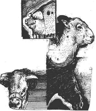 Glasscock County Junior Livestock Show Schedule