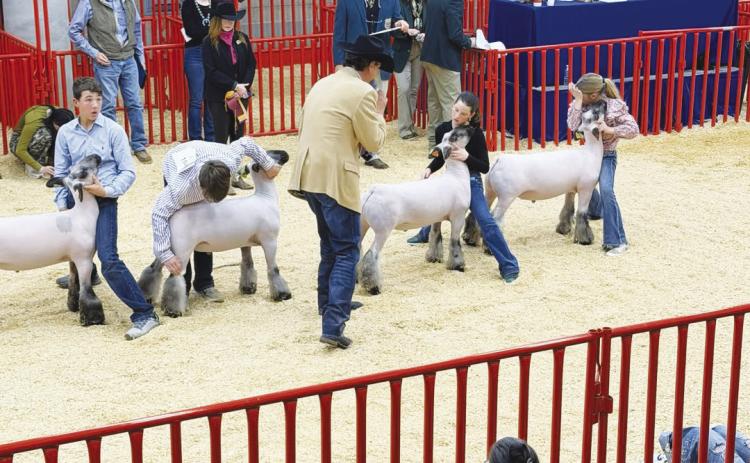 Hayzen Halfmann, of Garden City, had a good day at the Fort Worth Stock Show and Rodeo: 2nd Place - Market Goat, 2nd Place - Market Lamb, and 2nd Place - Market Lamb.